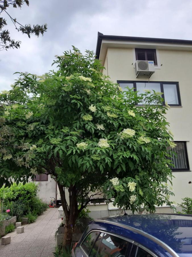 Apartma Lavela 伊佐拉 外观 照片